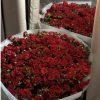 80 Babyrose