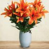 orange lilies vase