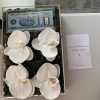 Orchid money gift