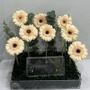 Gerberas creamy